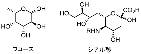 フコース、シアル酸の構造