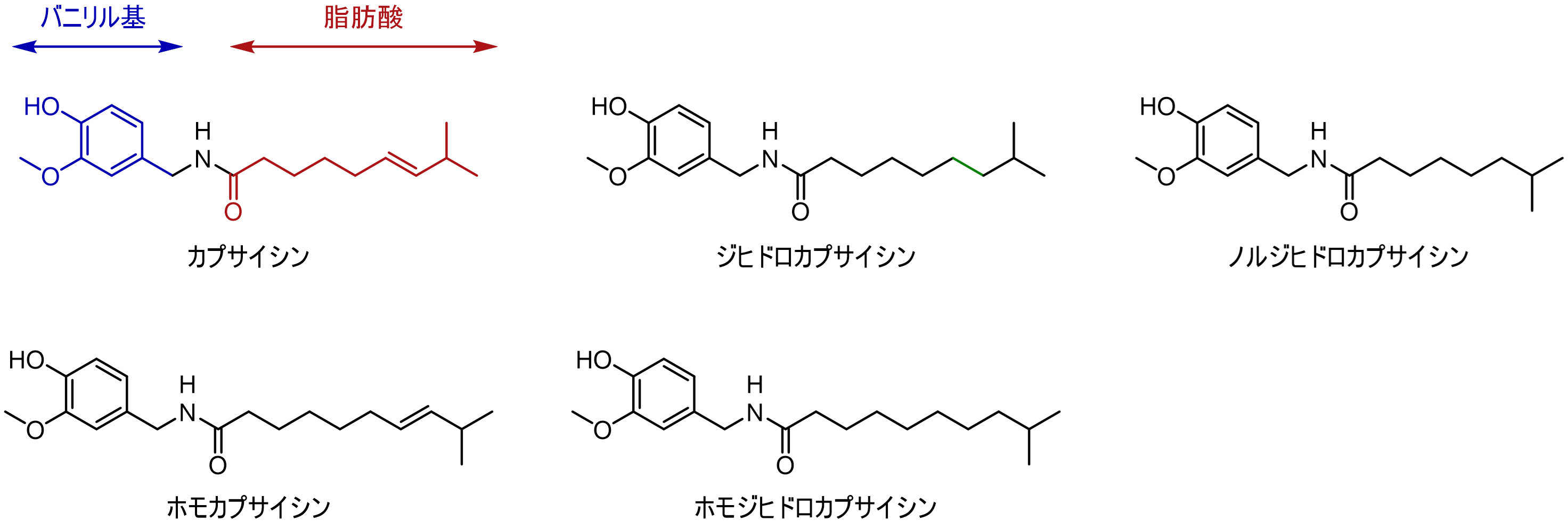 カプサイシン類縁体の構造（バニリル基、脂肪酸）